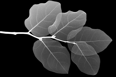 Transparent Leaves 2 HD Desktop Wallpapers : Widescreen : High ...