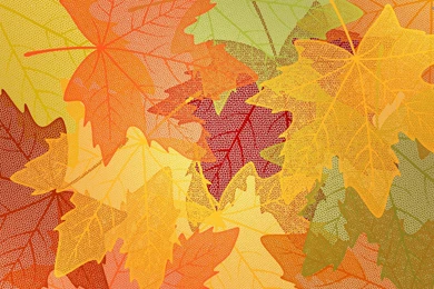 Transparent Leaves Wallpapers   Digital Art Wallpapers