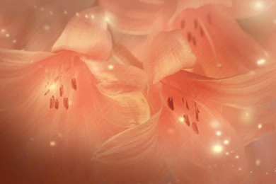 Transparent Wallpapers >> Backgrounds With Quality HD