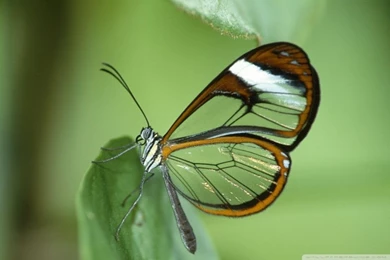 Transparent Butterfly Wings HD Desktop Wallpapers : Widescreen ...