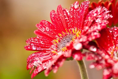 Cool hd wallpapers flowers HD.jpg