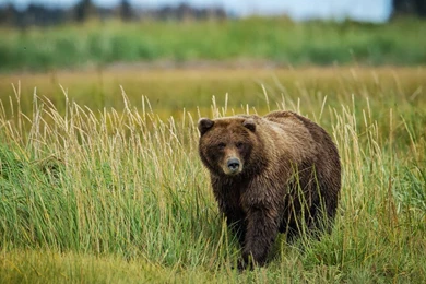 Bear Animal On The Grass Wallpapers Widescreen