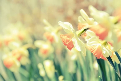 Daffodils Flowers Wallpapers   HD Wallpaper Backgrounds Of Your ...