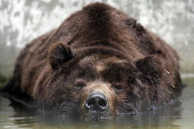 Bear Vs Wolf HD Wallpapers