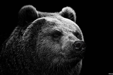 Black Bear Desktop Backgrounds HD 1920x1080
