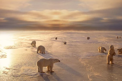 6 Sun Bear HD Wallpapers