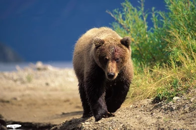 Grizzly Bear Backgrounds