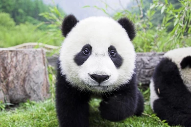 Panda Bear Backgrounds