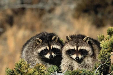 Free Black Bear Wallpapers