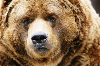 Bear Close Hd Wallpapers Pics