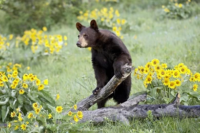 Wallpaper: Bear Wallpapers Desktop