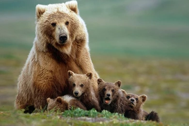Full Hd Bear Family Photo, Wallpaper, 1080p