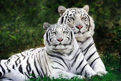 192 White Tiger HD Wallpapers