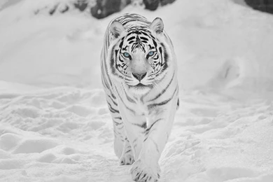 Siberian White Tiger In Snow