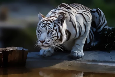 Images of a white tiger wallpaper.jpg