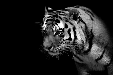 White Tiger Black Backgrounds Wallpapers