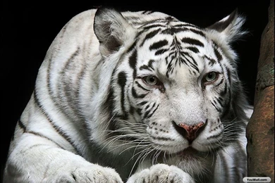 Unique Animals Blogs: White Tiger Wallpapers For Desktop Free
