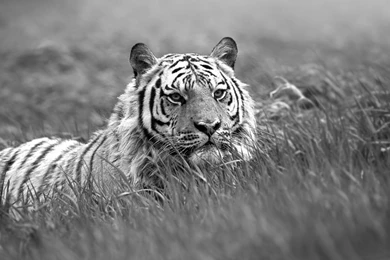 White Tiger Wallpapers And Photos
