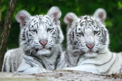 Images Of A White Tiger Wallpapers