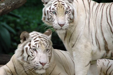 White Tiger Wallpapers   135378