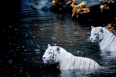 White Tigers White Tiger Wallpapers