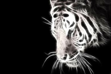 Funny Baby White Tiger   1080 HD Wallpapers