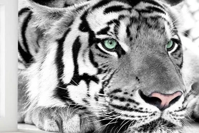 Online Buy Wholesale White Tiger Wallpapers From China White Tiger ...
