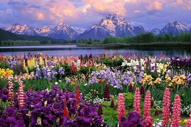 Free Spring Image 390   HDWPro