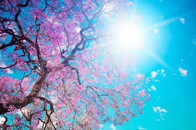 Download Free Spring Wallpapers