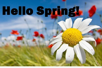 Free spring wallpaper 2015.jpg