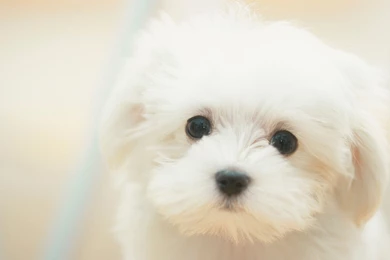 White Puppy Wallpapers   Download Wallpapers Nature Free