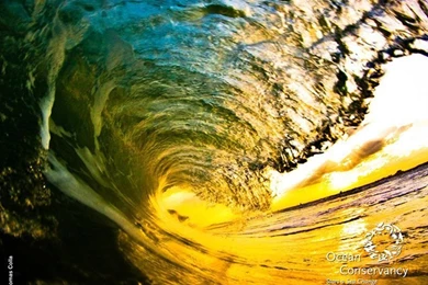 Ocean Conservancy: Desktop Wallpapers