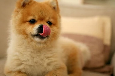 Puppy Desktop Wallpapers   HD Wallpapers Lovely