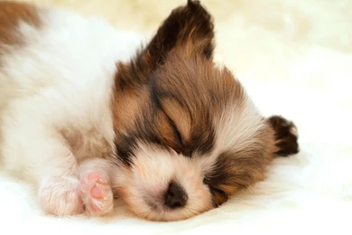 Cute puppies photos wallpaper.jpg