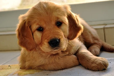 Puppy Wallpapers   (