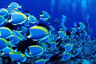 Ocean Life Desktop HD Wallpapers