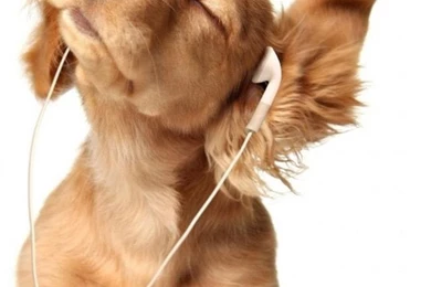 Puppy iPhone 6 Wallpapers