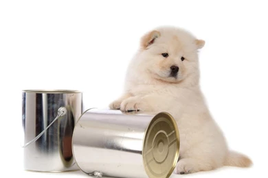 Chow Chow Puppy Wallpapers   Puppies Wallpapers (13936765)   Fanpop