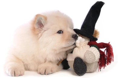 Chow Chow Puppy Wallpapers   Puppies Wallpapers (13936779)   Fanpop