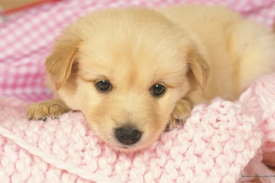 1680*1050 Lovely Puppy Wallpapers / Lovely Puppies Photos ...