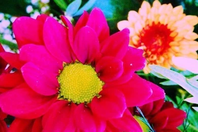 Backgrounds, Beautiful, Beauty, Bright, Colors, Cool, Flower ...