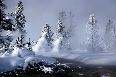 Winter Forest Desktop Wallpapers   HD Wallpaper Backgrounds Of ...