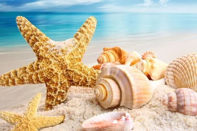 Summer Wallpapers HD