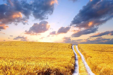 Cornfield Summer Hd Wallpapers