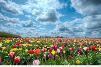 Summer Hd Wallpapers