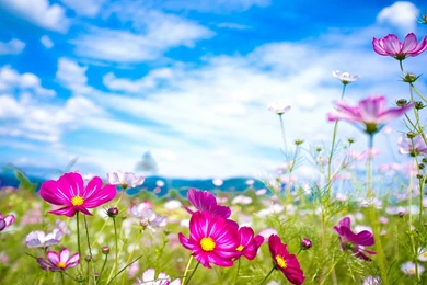 Pink Flowers Summer HD Wallpapers   Pink Flowers Summer   Nature ...