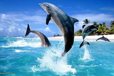 Dolphin Wallpapers