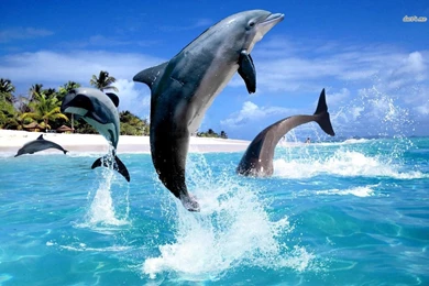 Dolphins Wallpapers   Digital Art Wallpapers
