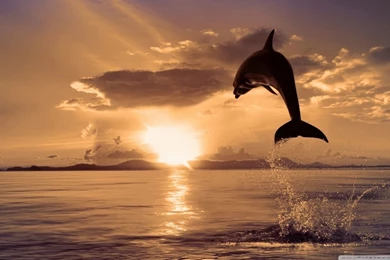 Jumping Dolphin HD Desktop Wallpapers : High Definition ...