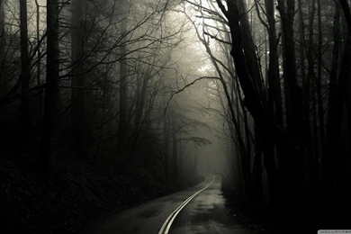Dark Road Forest HD Desktop Wallpapers : High Definition ...